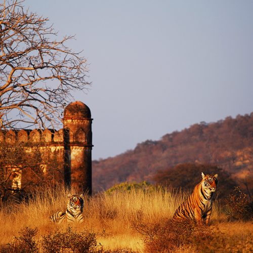 Greaves India wildlife holidays