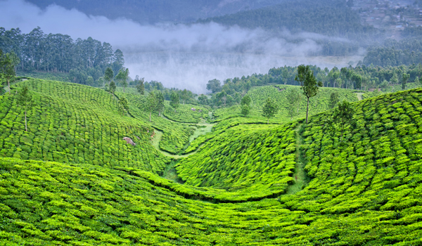 South Indian Coffee | Munnar