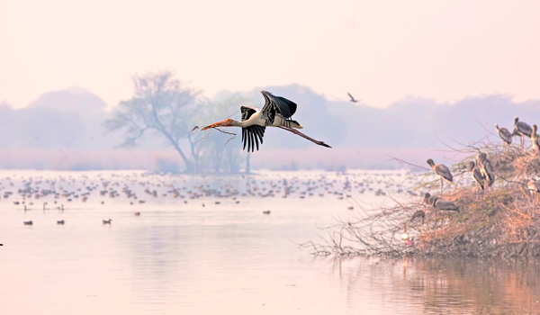 Things to Do in Agra | Keoladeo National Park