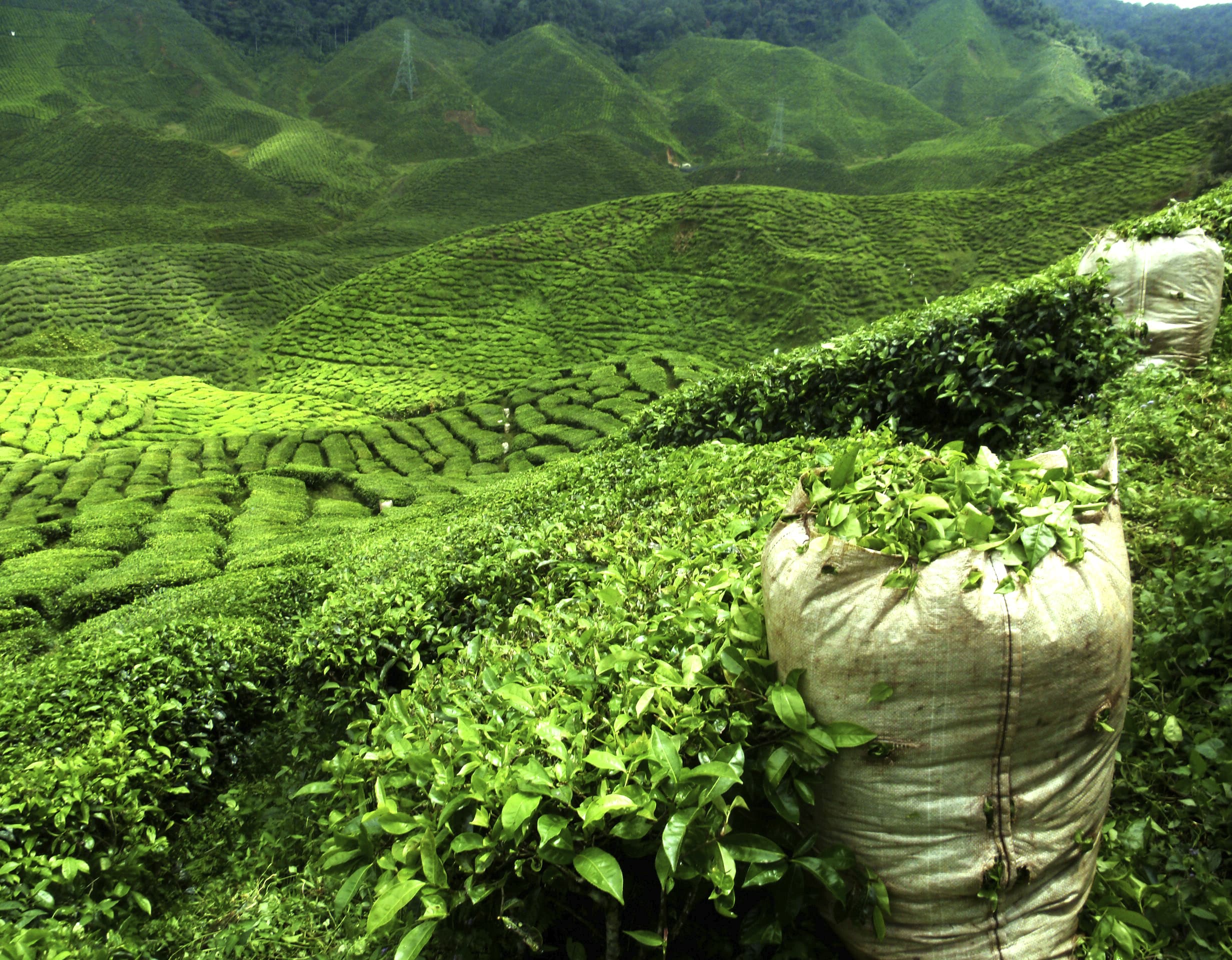 Иран шри ланка. Индия Дарджилинг чайные плантации. Чайные плантации в Индии. Молочный улун плантация. Молочный улун Шри Ланка.