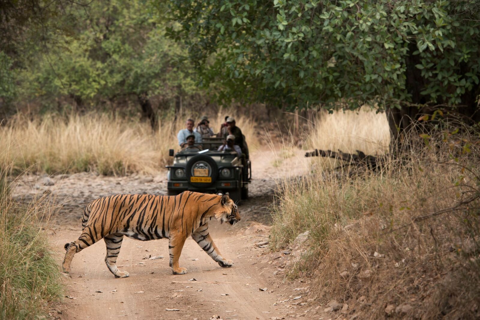 tiger tours and travels