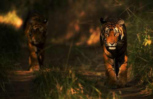 Bengal Tigers in the wild