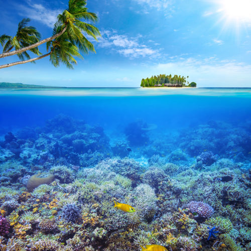 greaves_jumeirah_dhevanafushi_coral