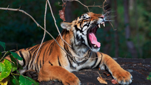 Ultimate Tiger Safari - Bengal tiger roaring - Greaves Tours