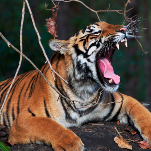 Ultimate Tiger Safari - Bengal tiger roaring - Greaves Tours