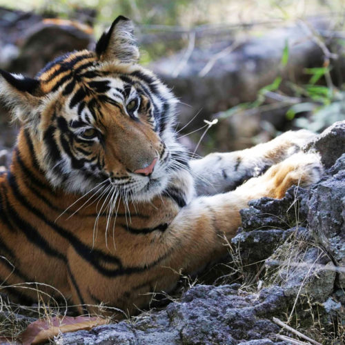 Bengal tiger lying down