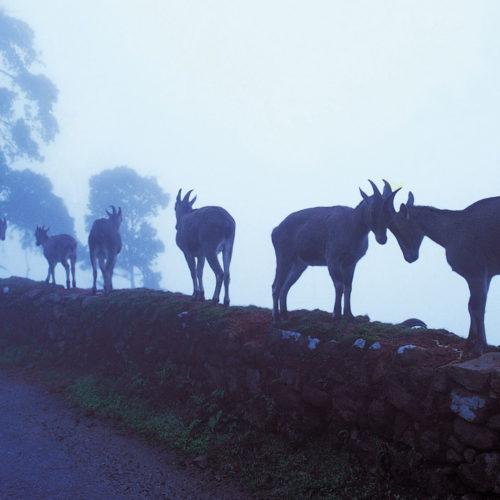 Image of Ibex standing on top of a wall