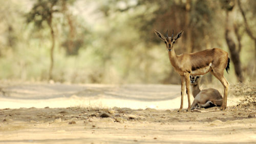 Deer in India