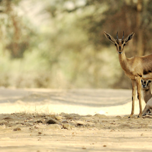 Deer in India