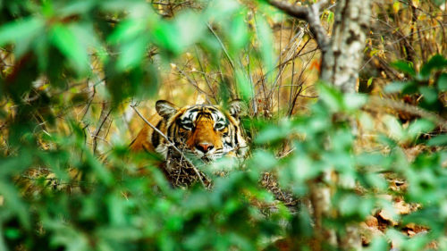Greaves India tiger in the wilderness