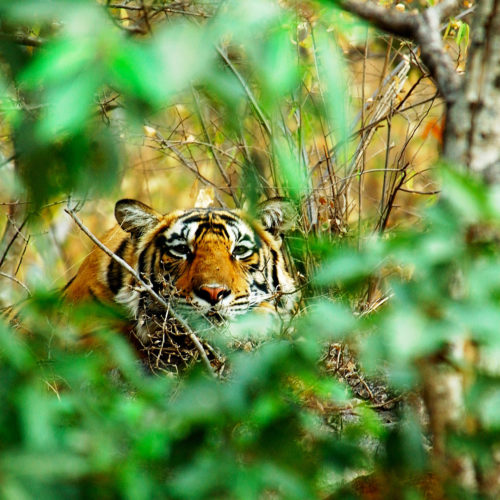 Greaves India tiger in the wilderness