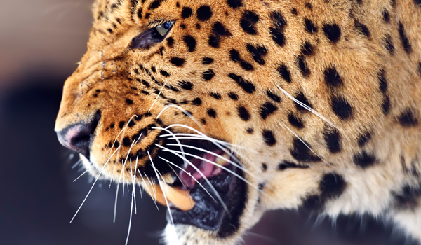 26-leopard