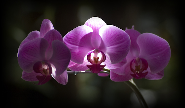 Illuminated Orchid