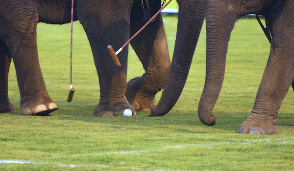 Elephant Polo, The first