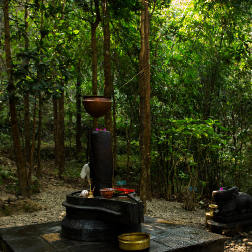 Woodland around the Dwarikas-resort-nepal