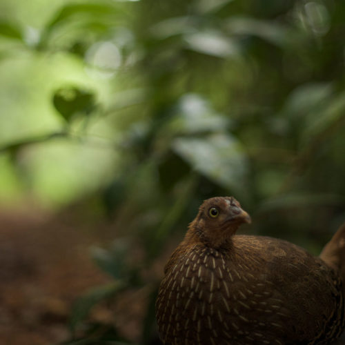 gal-oya-lodge-bird