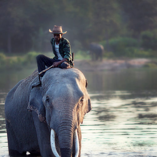 greaves_temple_tiger_resort_elephant