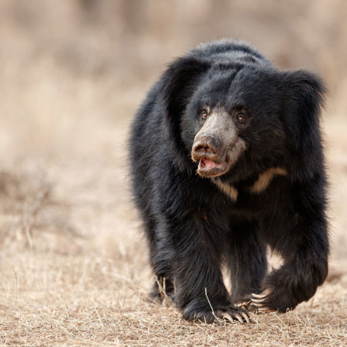 greaves_tree_of_life_jaagir_lodge_sloth_bear