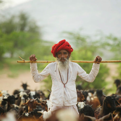 jawai-leopard-camp-goat-hearder