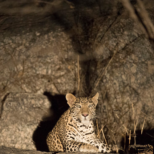 jawai-leopard-camp-leapord-in-the-dark