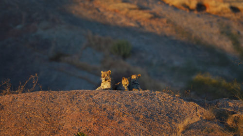 jawai-leopard-camp-leapord-on-a-rock