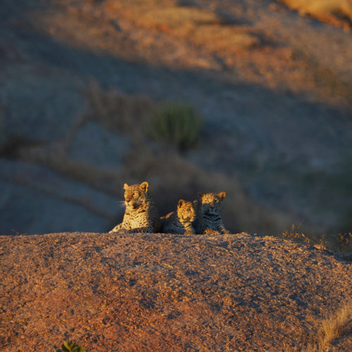 jawai-leopard-camp-leapord-on-a-rock