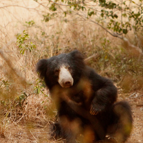 noel-rodrigos-leopard-safaris-bear