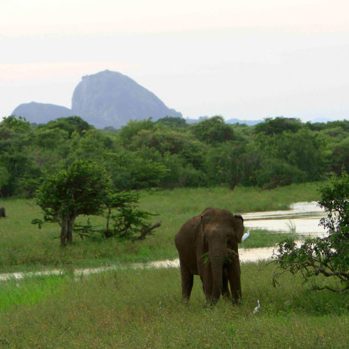 noel-rodrigos-leopard-safaris-elephant