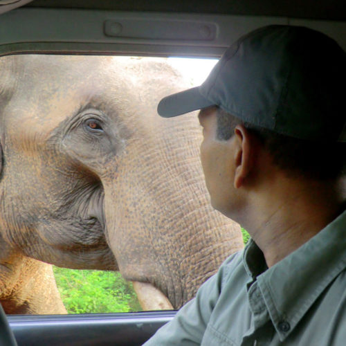 noel-rodrigos-leopard-safaris-elephant-through-jeep