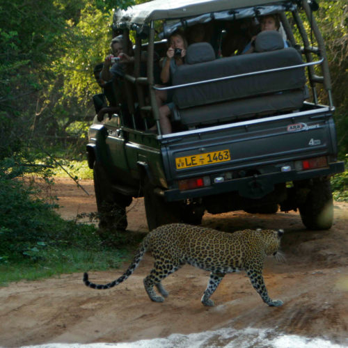 noel-rodrigos-leopard-safaris-jeep-leapord