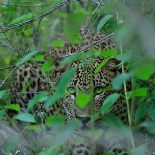 noel-rodrigos-leopard-safaris-leapord-in-bushes