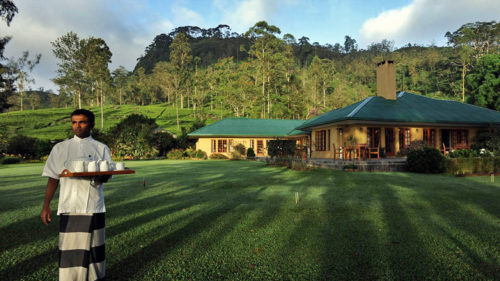 Tea Bungalow lawn