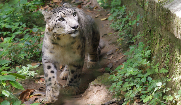 darjeeling_snow-leopard_credit-flickr-user-elkhiki-https___www-flickr