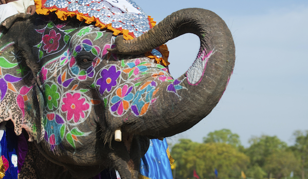 Beautifully painted Indian Elephant