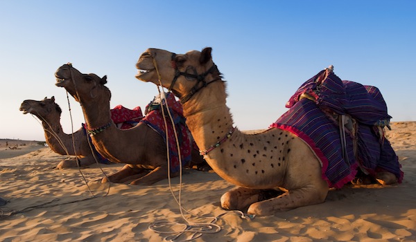 Camel for riding activity in India