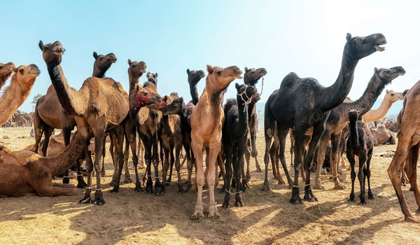 greaves_pushkar-camel-fair_camels_credit-istock_thinkstock