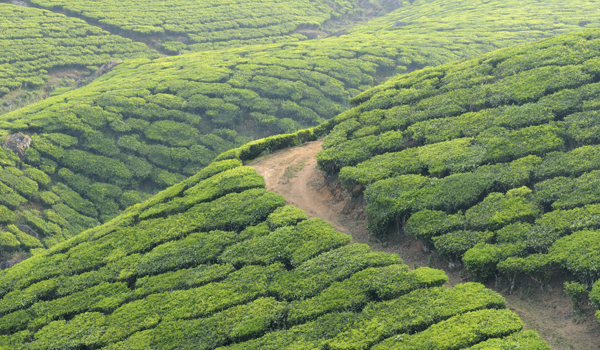 greaves_restaurants-in-kerala_plantation_credit-rchphoto-istock-thinkstock-copy