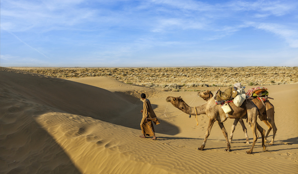 Cameleer (camel driver) with camels in dunes of Thar desert