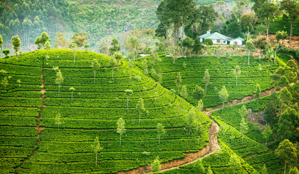 greaves_sri-lanka_hills-with-tea-plants_credit-shutterstock-user-my-good-images