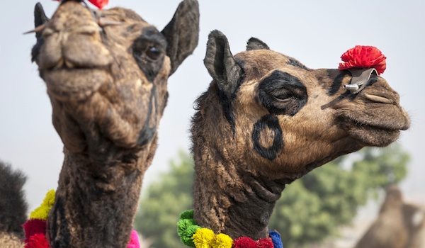 greaves_things_to_see_in_pushkar_pushkar_camel_fair_credit_danielrao-istock-thinkstock