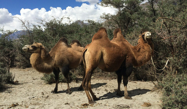 ladakh-trek-_-camels