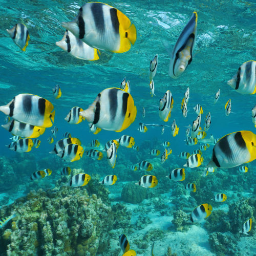 tropical fish in lagoon flauna