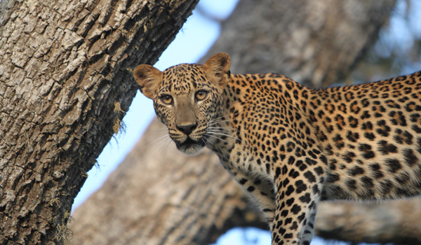 Summer Retreats in Sri Lanka | Noel Rodrigo's Leopard Safaris