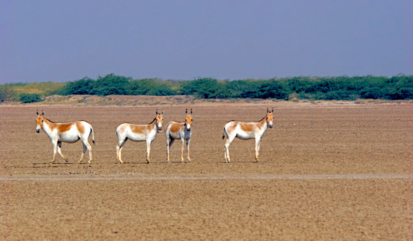 rannofkutch