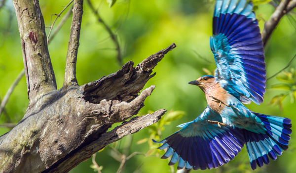 royalbardianationalpark