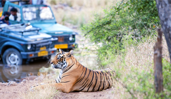 tigertourism