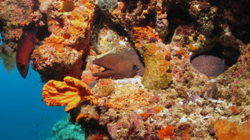 eel in corals at W Retreat & Spa