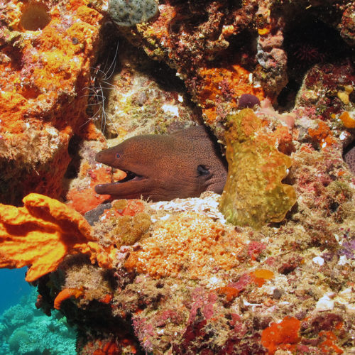 eel in corals at W Retreat & Spa