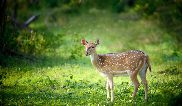 wilpattunationalpark