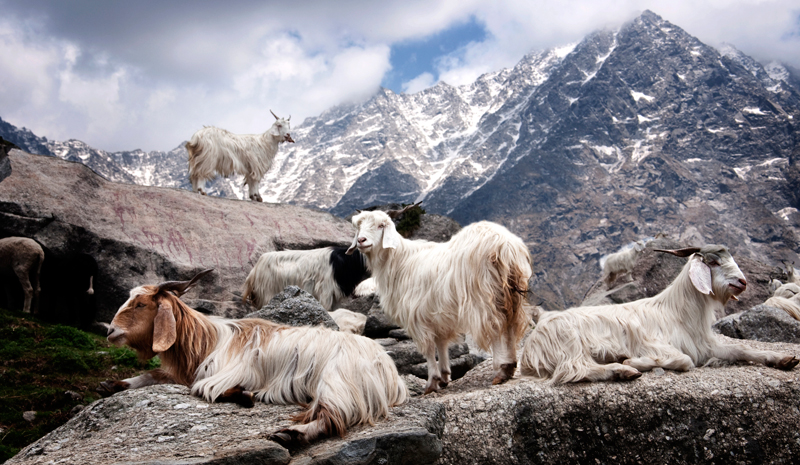 Himalayan India | Pashmina Goats